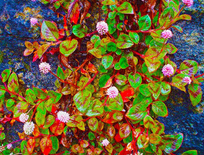 VEGETAÇÃO COLORIDA