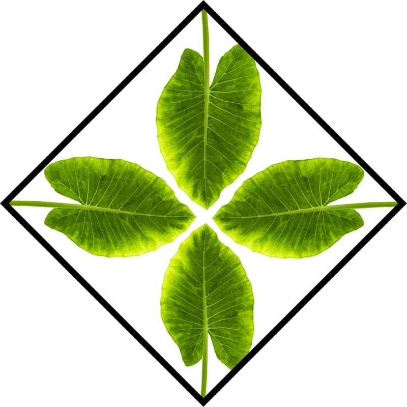 LOSANGO PHILODENDRON