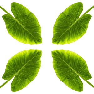 4 FOLHAS DE GUAIMBÊ