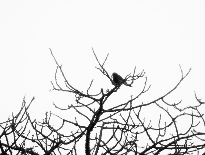 O PÁSSARO / THE BIRDIE