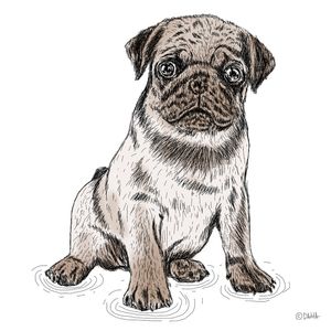 PUG1