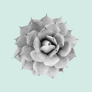 CACTUS E AZUL