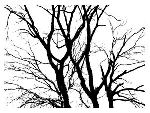 NATUREZA - BRASIL - VETOR