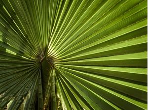ESPIRAL VERDE EM