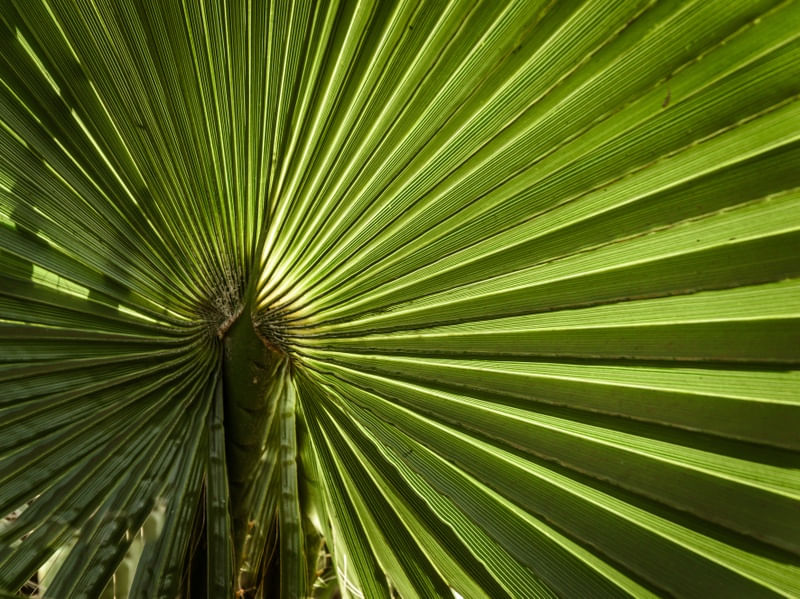 ESPIRAL VERDE EM