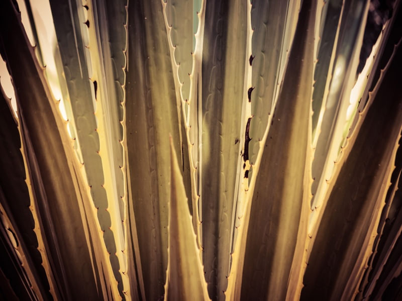 CACTUS 2