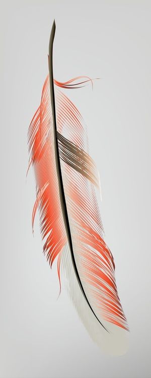 PLUMA BRANCA
