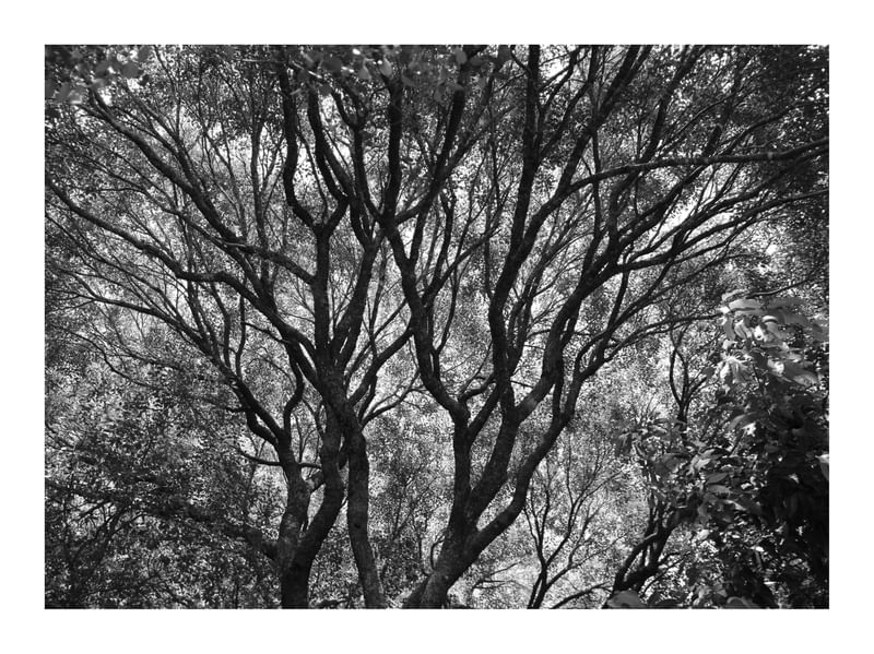 NATUREZA - BRASIL PB