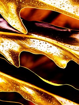 GOLDEN LUSH - 7