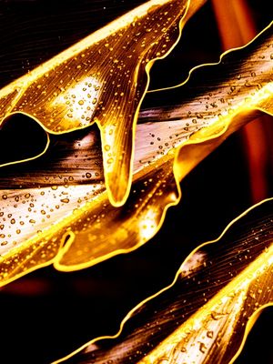 GOLDEN LUSH - 8