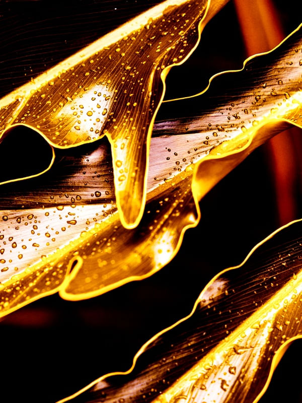 GOLDEN LUSH - 8