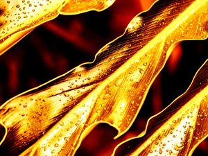 GOLDEN LUSH - 9