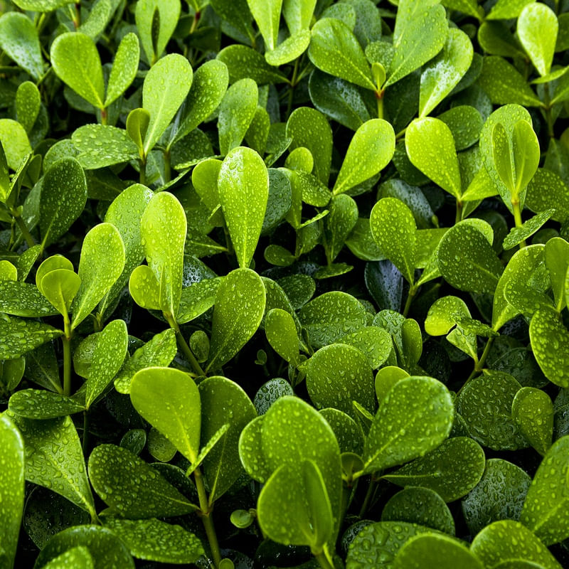 FOLHAS DE CLUSIA - 1
