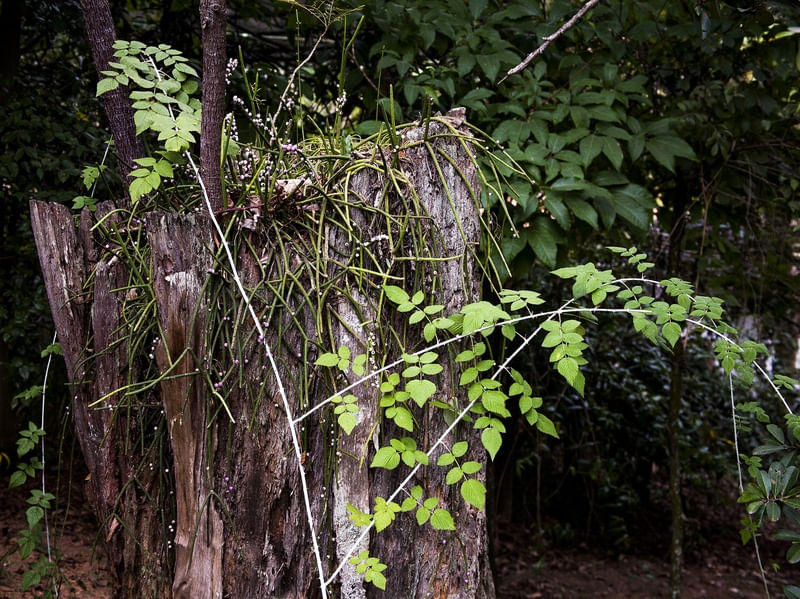 O TRONCO - 1