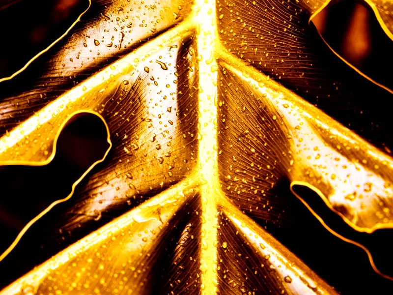 GOLDEN LUSH - 6