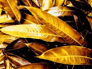 GOLDEN LEAVES - 1