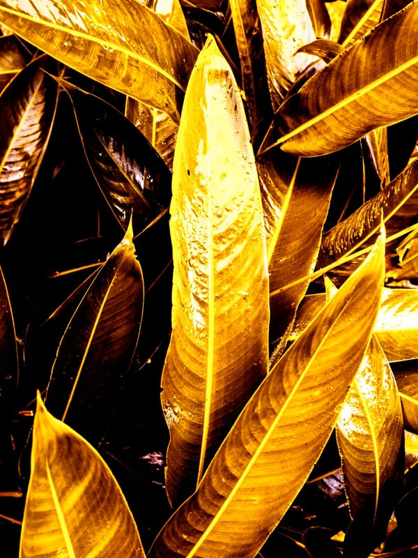 GOLDEN LEAVES - 2