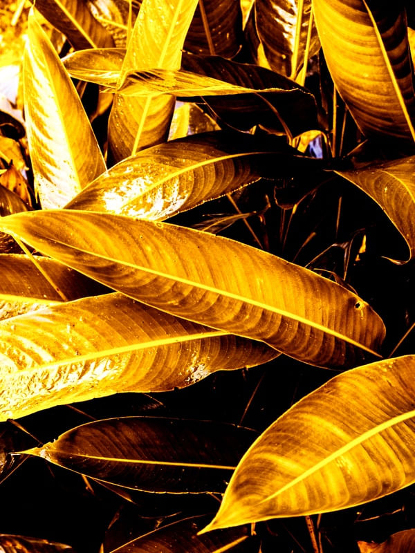 GOLDEN LEAVES - DÍPTICO 1-2