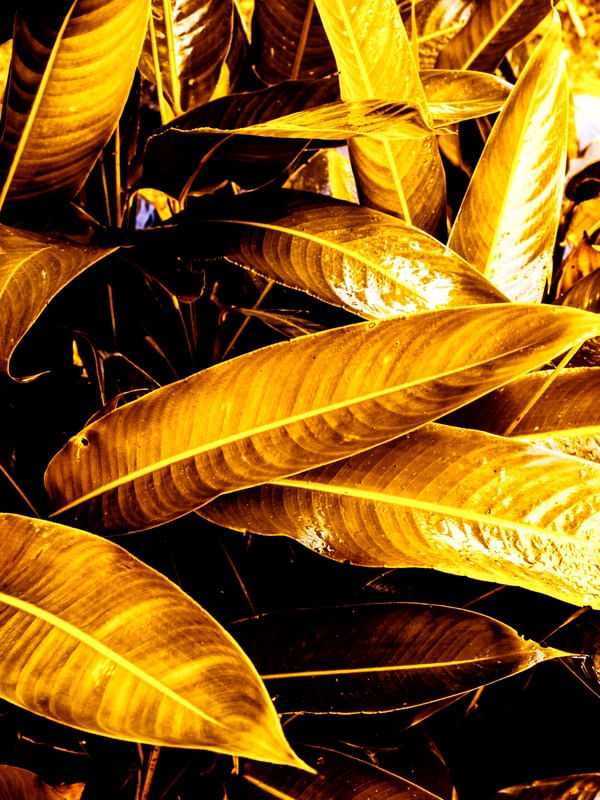 GOLDEN LEAVES - DÍPTICO 1-1