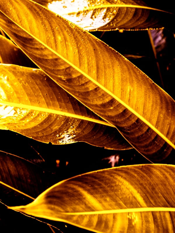 GOLDEN LEAVES - DÍPTICO 2-1