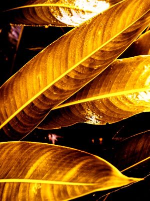 GOLDEN LEAVES - DÍPTICO 2-2