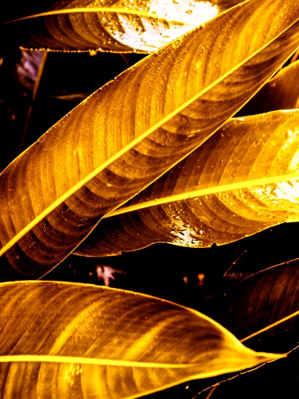 GOLDEN LEAVES - DÍPTICO 2-2