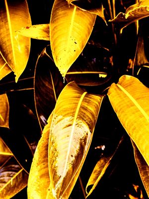 GOLDEN LEAVES - 3
