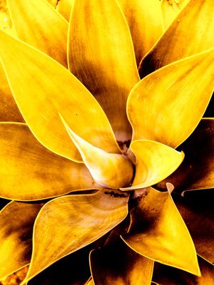 GOLDEN GARDEN - 4