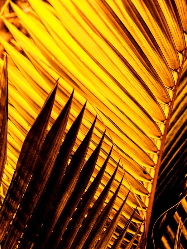 GOLDEN PALM - 1