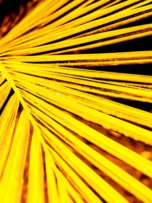 GOLDEN PALM - 2