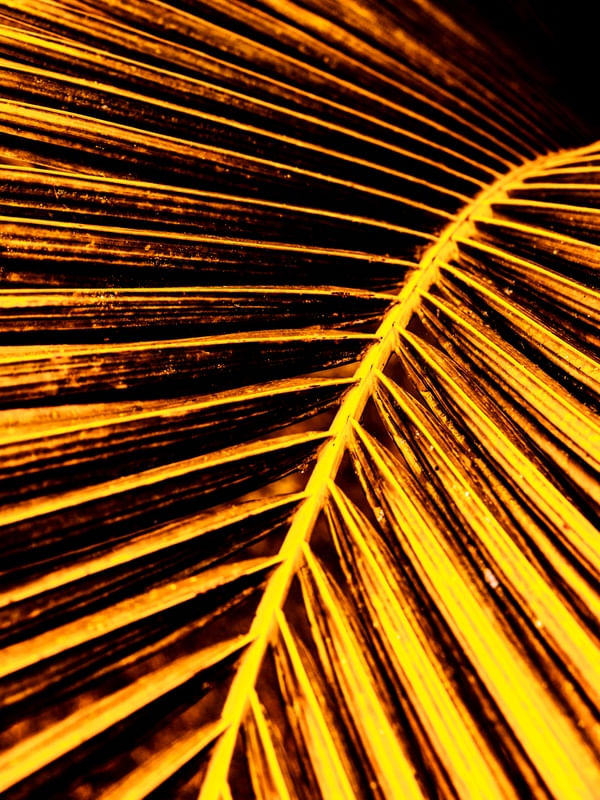 GOLDEN PALM DÍPTICO 1-2