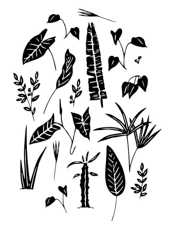 BOTANICA & PLANTS