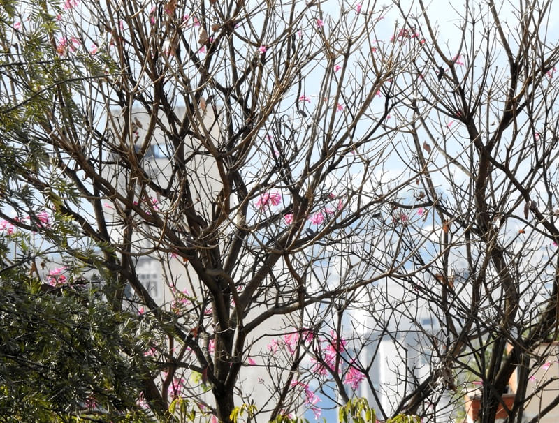 ARVORE E CIDADE AO FUNDO