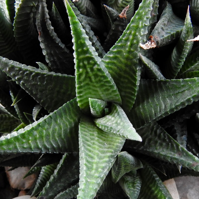 SUCULENTA N02