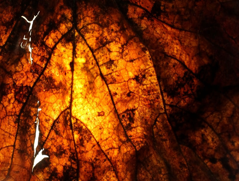 TEXTURA SATURADA