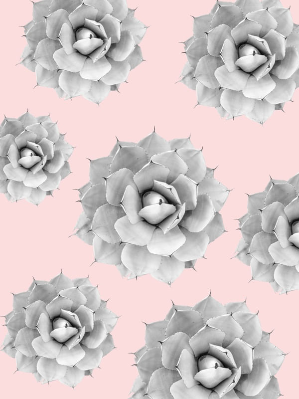 CACTOS E ROSA IV