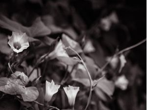 ARRANJO FLORAL EM