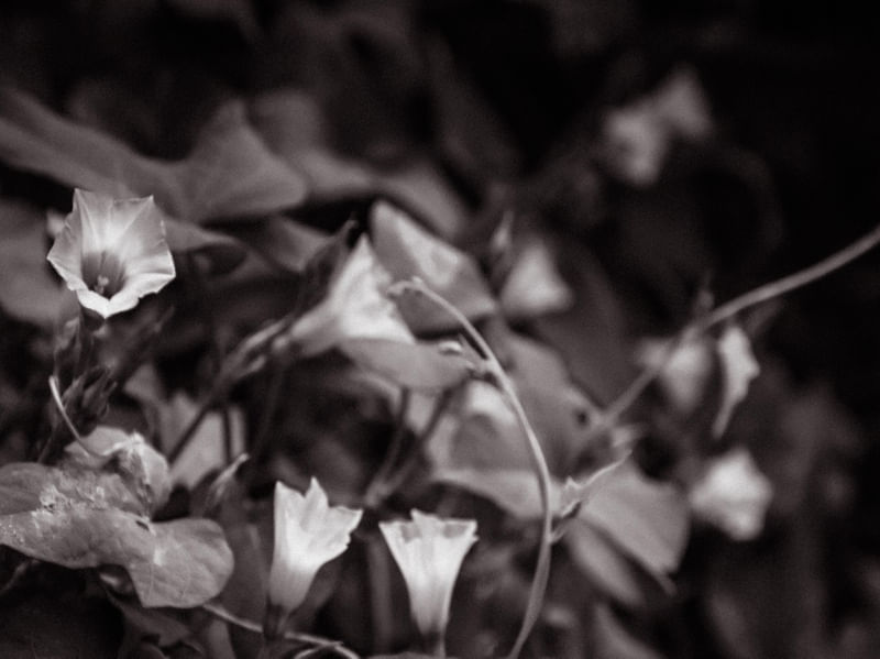 ARRANJO FLORAL EM
