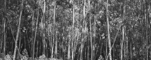 TREE PANORAMA IV