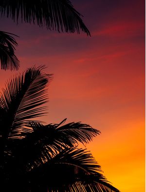 PALEMEIRA AO POR DO SOL