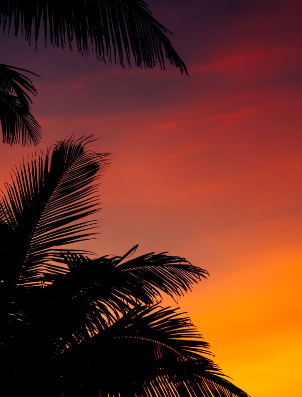 PALEMEIRA AO POR DO SOL