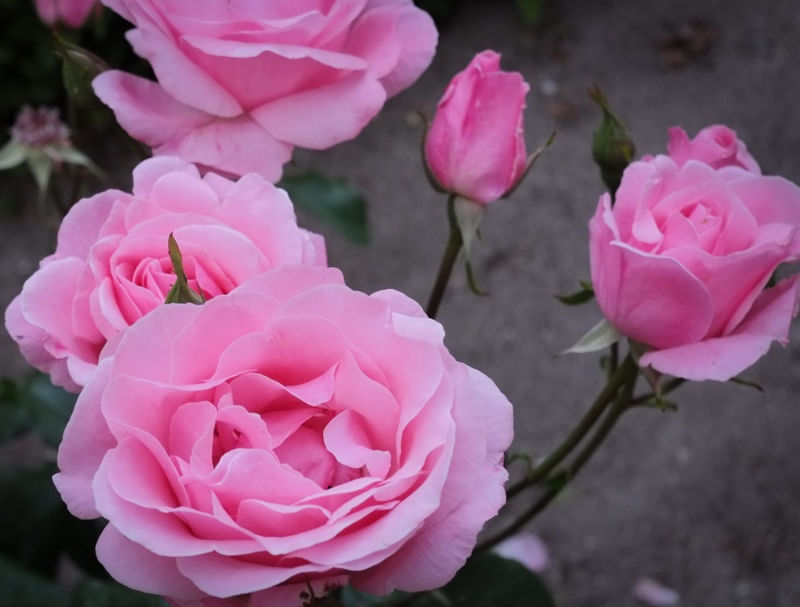 ROSAS DA ESPANHA