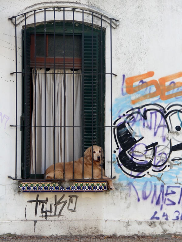 CACHORRO NA JANELA