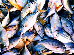 PEIXES 23