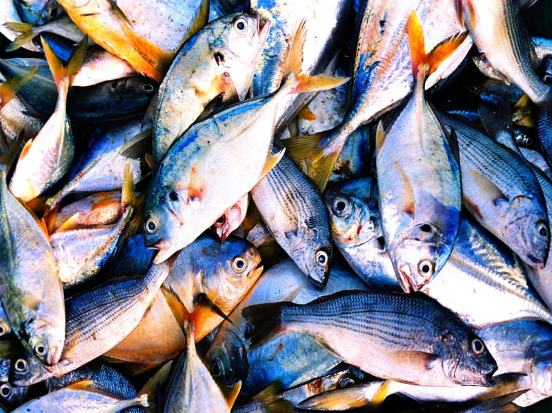 PEIXES 23
