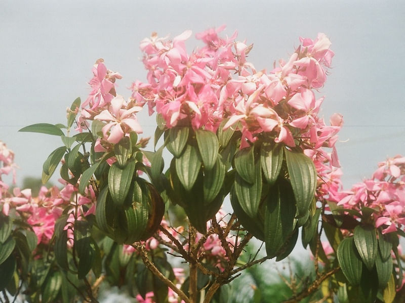FLORES ANALÓGICAS