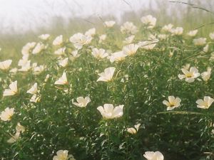 FLORES EM FILME