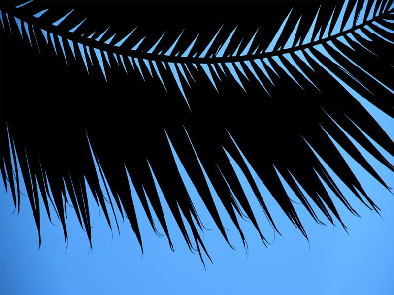 PALMEIRA 56