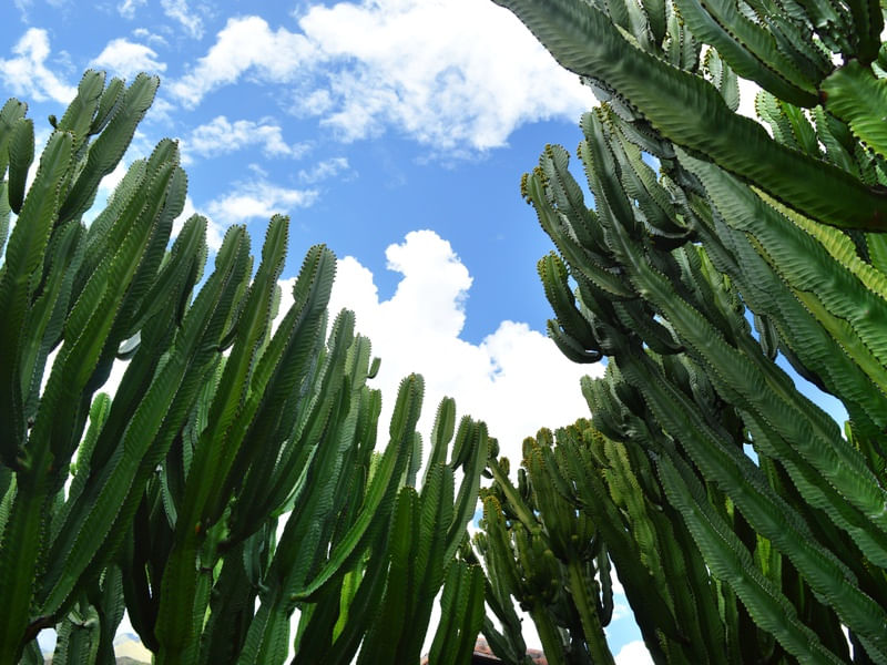 PAREDE DE CACTUS