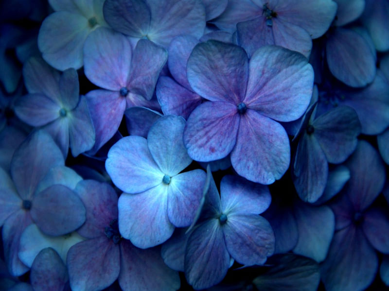 FLORES 456